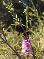 Melaleuca decussata