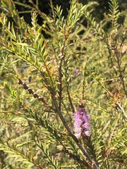 Melaleuca decussata