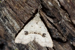 Trigonistis asthenopa