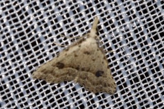 Trigonistis asthenopa