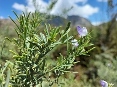Psoralea axillaris