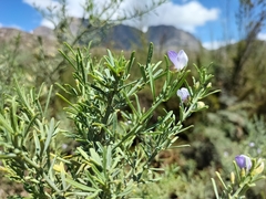 Psoralea axillaris