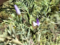 Psoralea axillaris