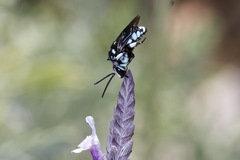 Thyreus caeruleopunctatus