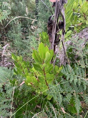 Arbutus unedo
