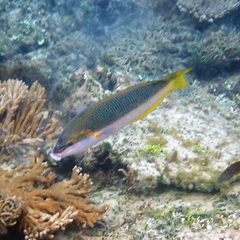 Anampses elegans