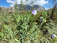 Psoralea axillaris