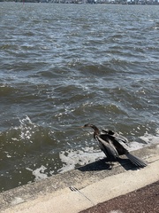 Anhinga novaehollandiae