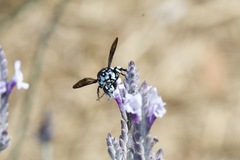 Thyreus caeruleopunctatus