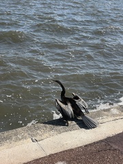 Anhinga novaehollandiae