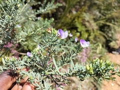 Psoralea axillaris