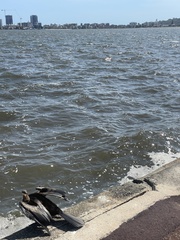 Anhinga novaehollandiae