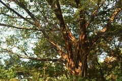 Ficus drupacea