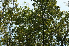 Ficus drupacea