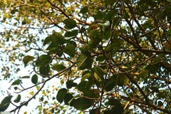 Ficus drupacea