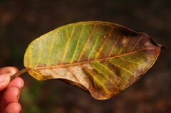Ficus drupacea