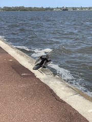 Anhinga novaehollandiae