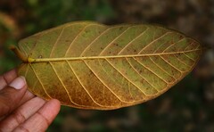 Ficus drupacea