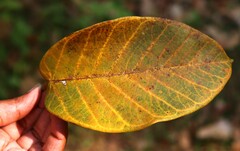 Ficus drupacea