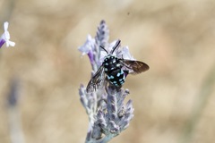 Thyreus caeruleopunctatus