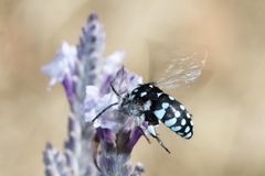 Thyreus caeruleopunctatus