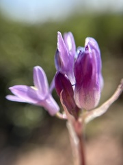 Dipterostemon capitatus pauciflorus