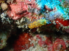 Halgerda willeyi