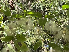 Clematis leschenaultiana