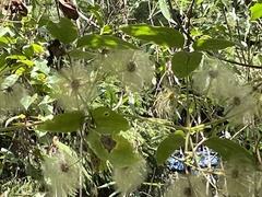 Clematis leschenaultiana