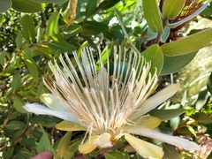 Protea aurea aurea
