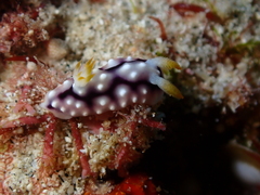 Goniobranchus geometricus