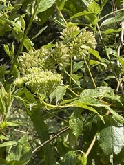 Microglossa pyrifolia
