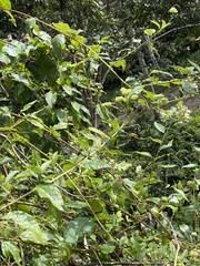 Microglossa pyrifolia