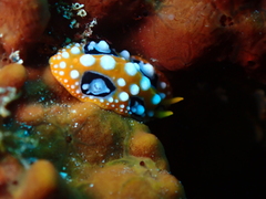 Phyllidia ocellata