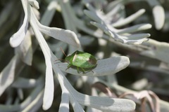 Ocirrhoe unimaculata