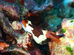 Nembrotha chamberlaini