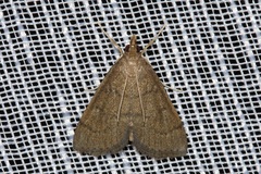 Metasia dicealis