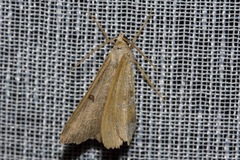 Dissomorphia australiaria