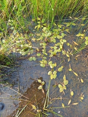 Potamogeton cheesemanii