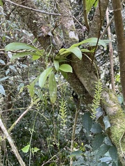Liparis elliptica