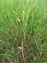 Eleocharis acuta