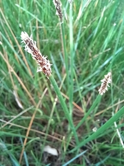 Eleocharis acuta