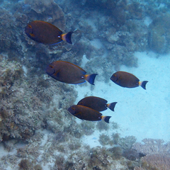 Acanthurus dussumieri