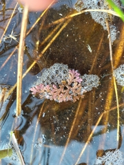 Azolla filiculoides
