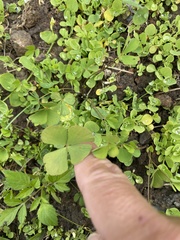 Marsilea minuta