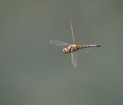 Hydrobasileus brevistylus