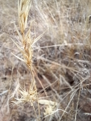 Rytidosperma duttonianum