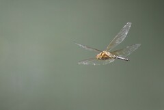 Hydrobasileus brevistylus