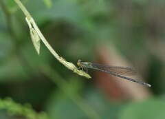 Pseudagrion aureofrons