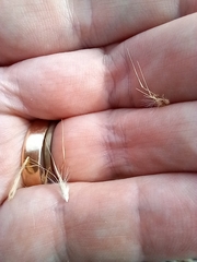 Rytidosperma duttonianum